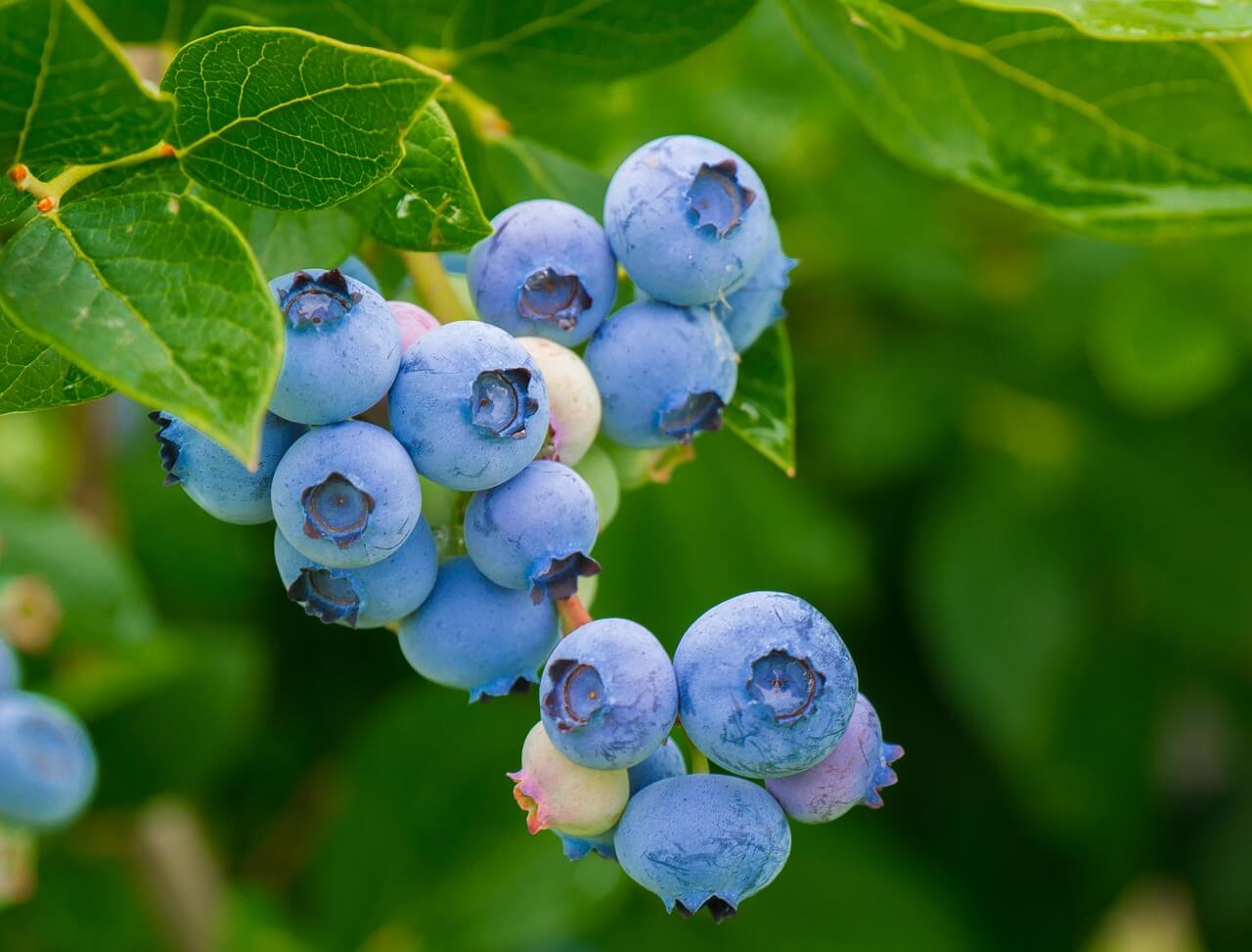blueberries season