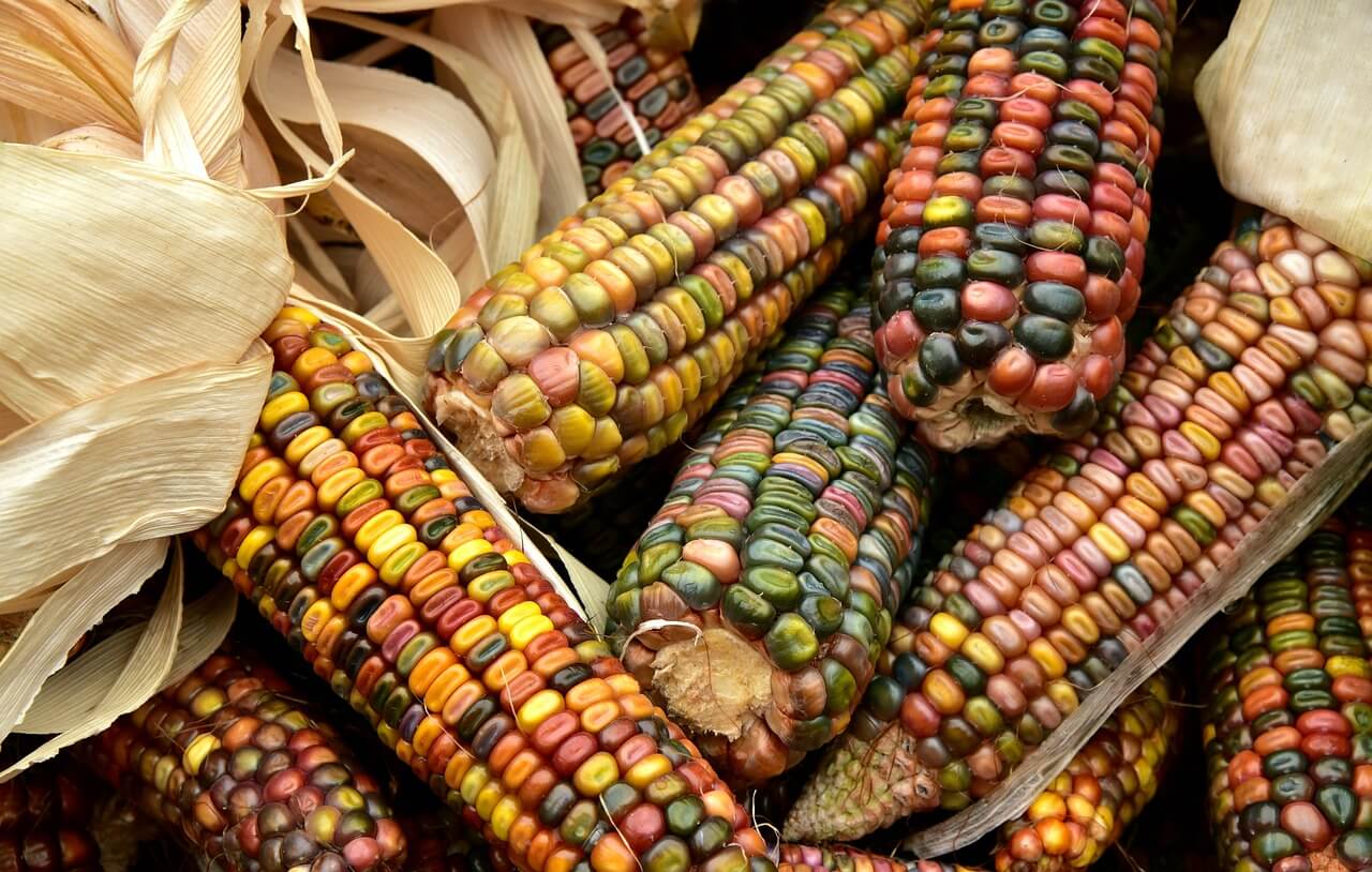 corn in season