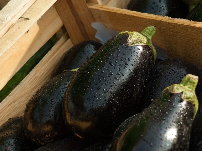 When is Eggplant in Season?