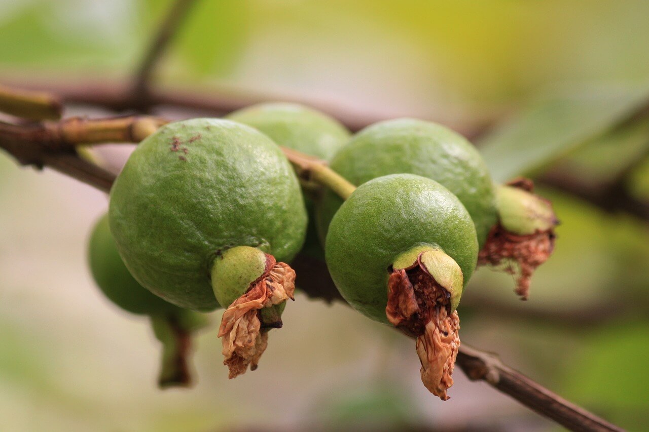 guava season