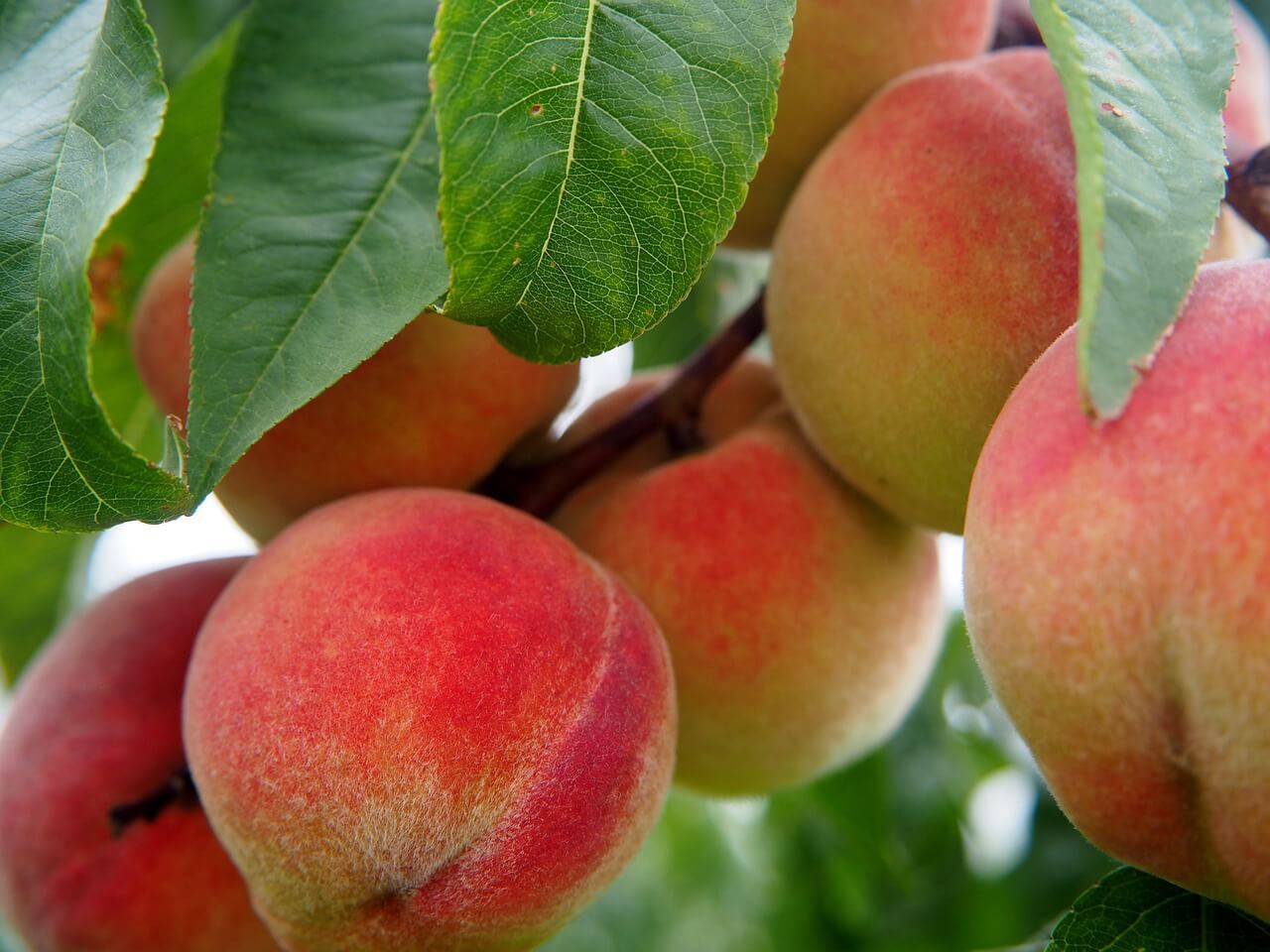 peaches season