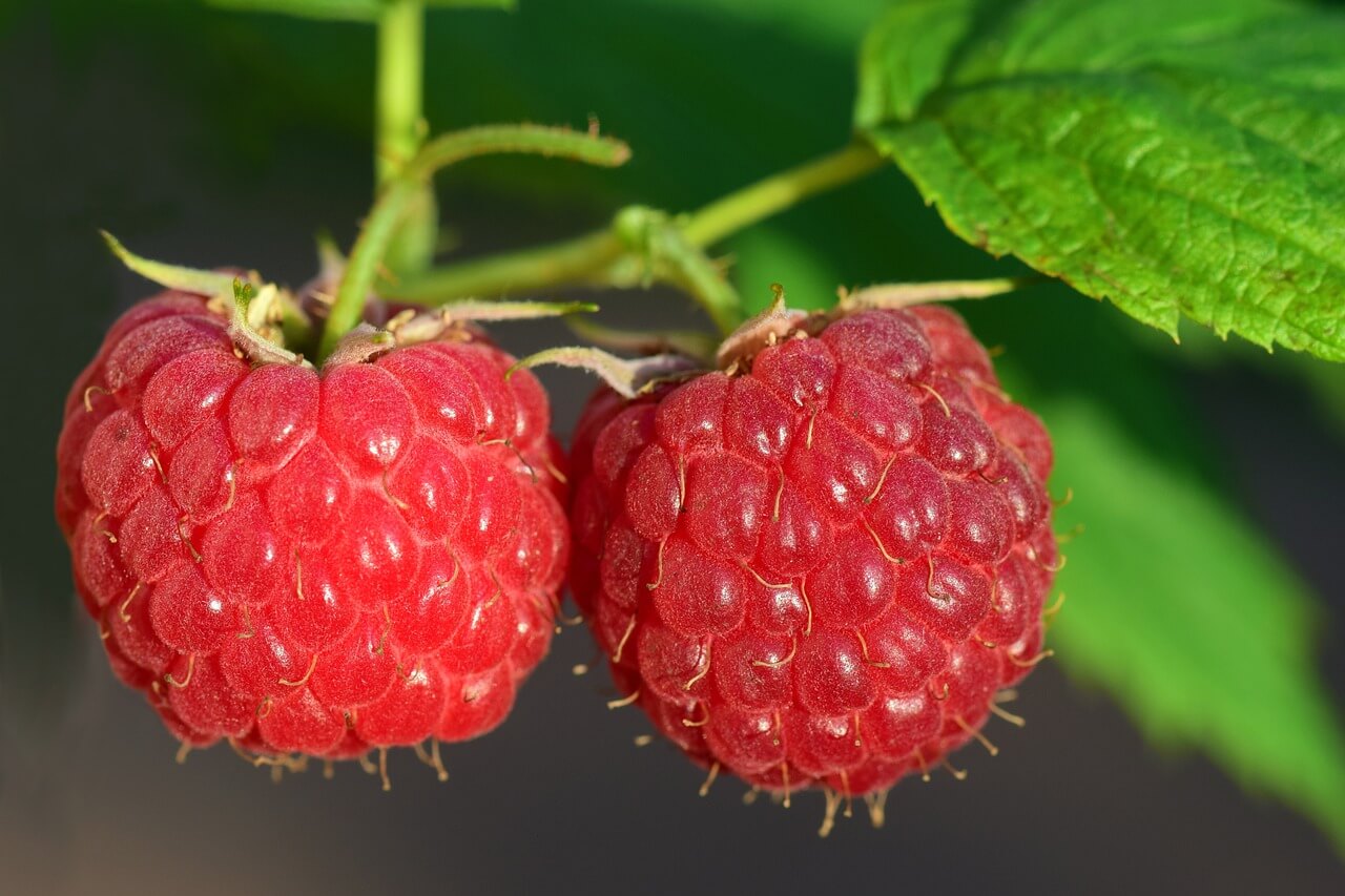 raspberries in season