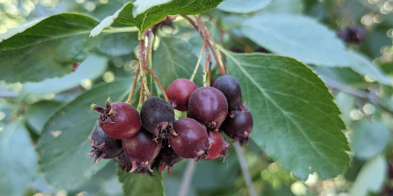 When Are Juneberries in Season?
