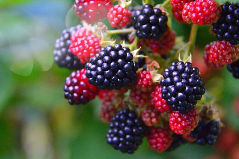 When are Marionberries in Season?