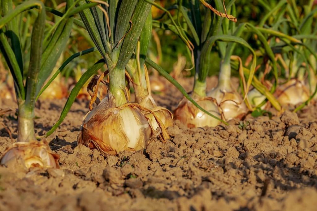 onions season